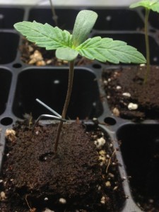 Growing Seedling for building a Registered BAS Agent business